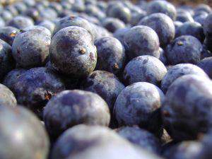 Acai Berry Nutritional Properties